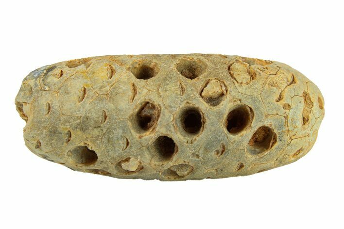 Fossil Seed Cone (Or Aggregate Fruit) - Morocco #288730